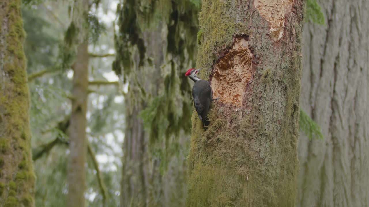 escena del bosque canadiense con un pájaro carpintero macho cortando un árbol para comer