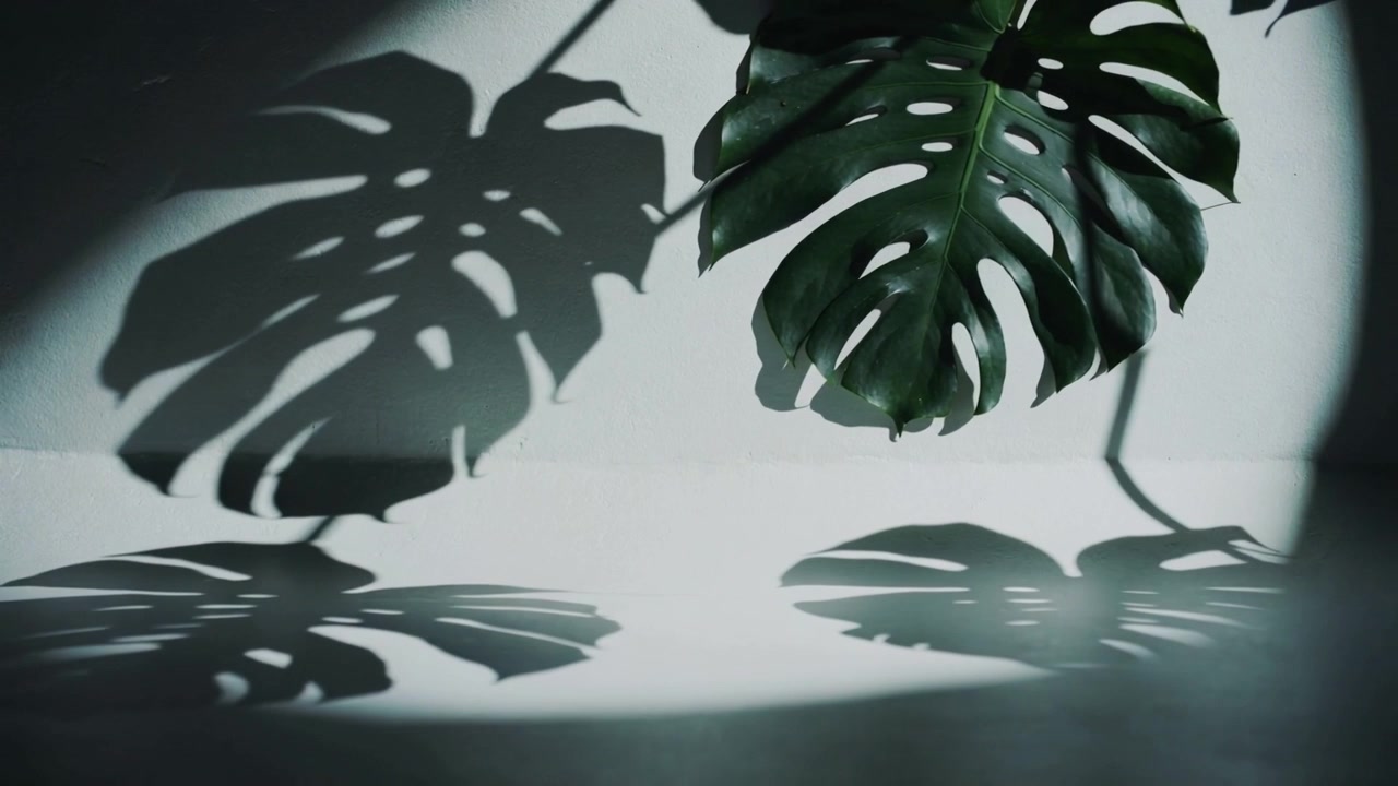 Foglia di Monstera ondeggiante su parete e pavimento bianchi a causa di un leggero spostamento di luce, proiettando ombre a riflettore