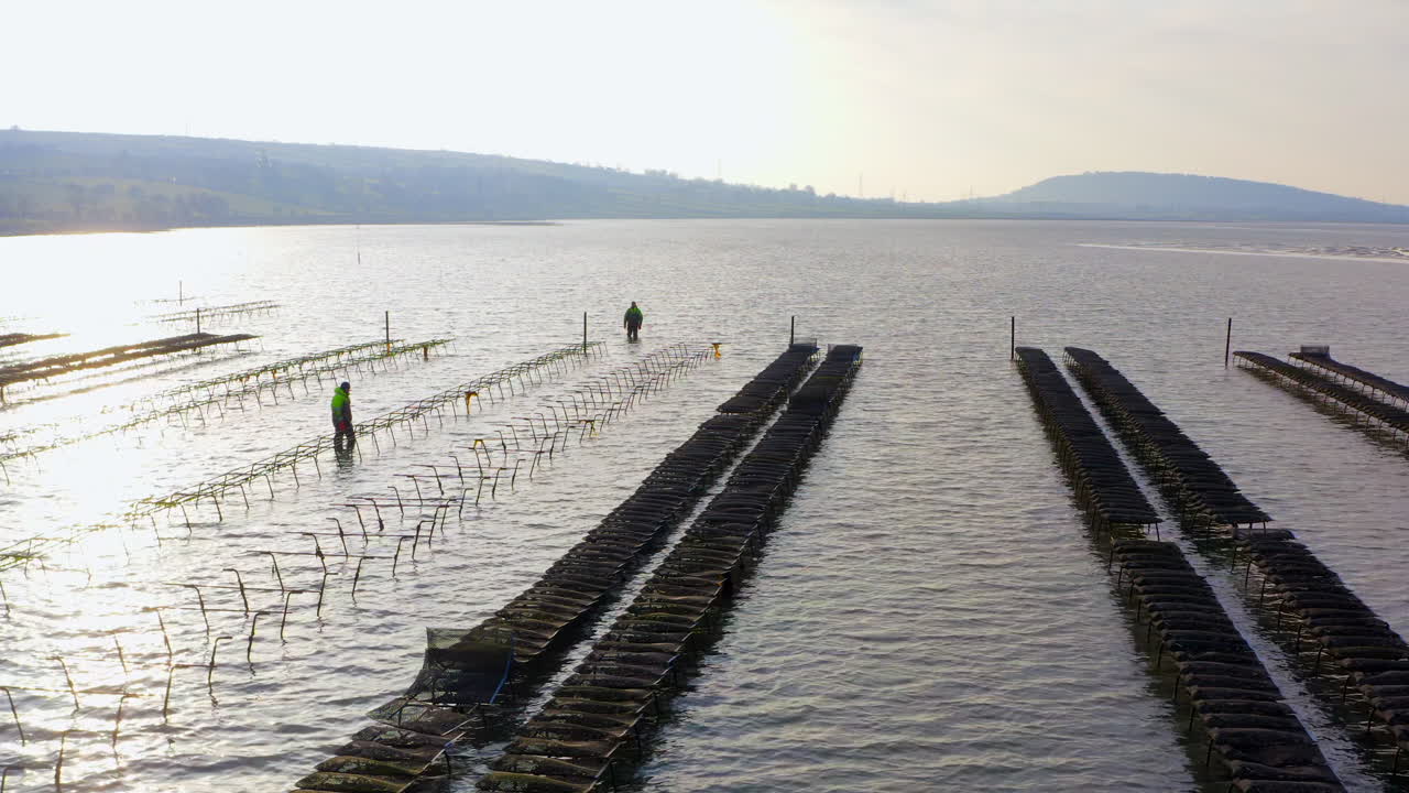 Maritime workers craft oyster beds during strategic low tide window.