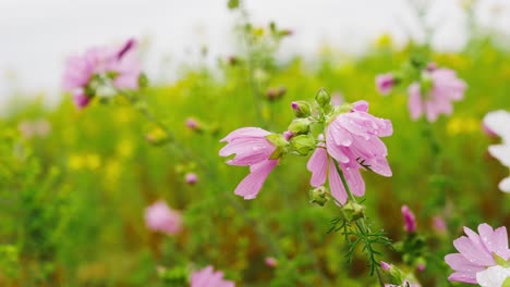 초원에 있는 흰색과 분홍색 야생화의 랙 포커스 보기