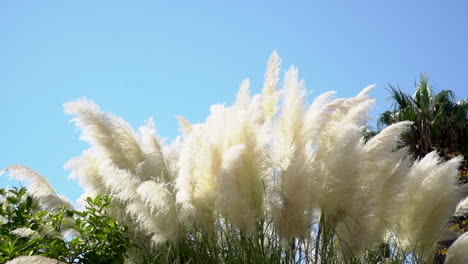 팜파스 잔디 부드러운 식물 cortaderia selloana 입주