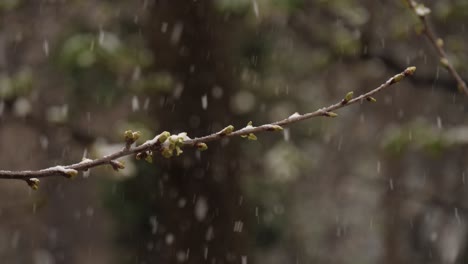 Zweig-Eines-Knospenden-Kirschbaums-Während-Eines-Starken-Schneefalls-Im-März