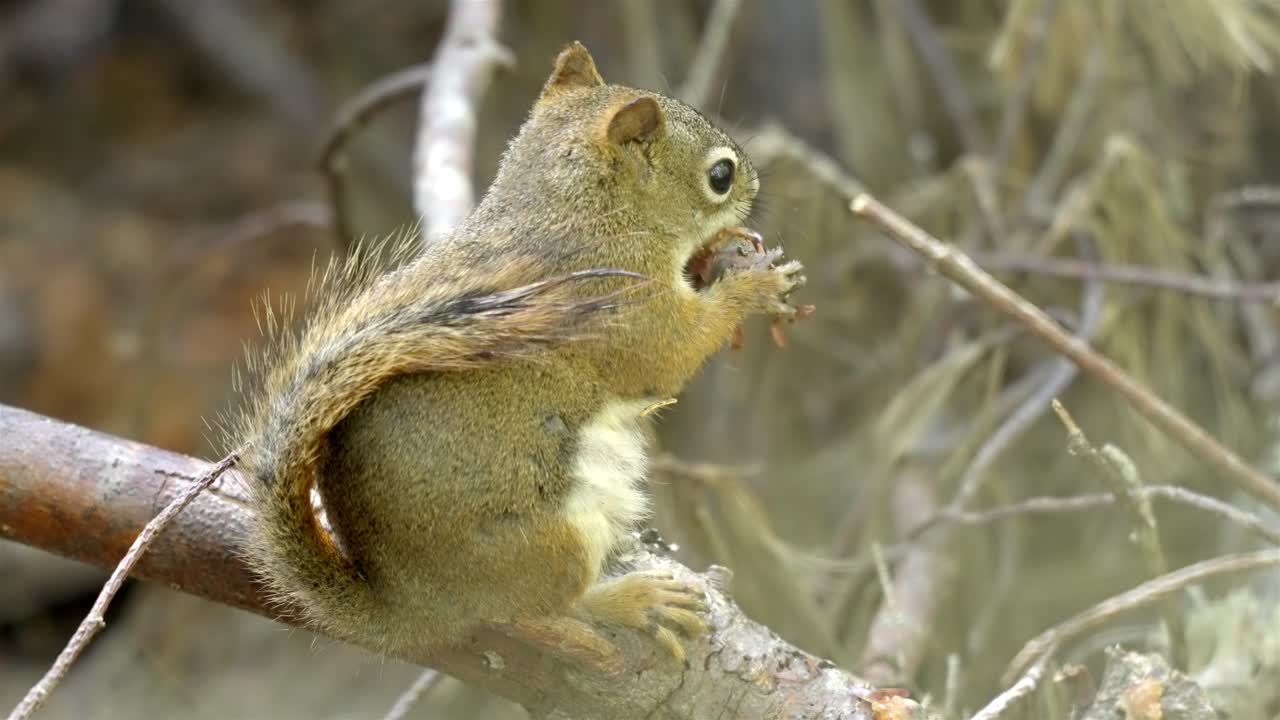 Adorable wild rodent, a red squirrel, nibbling food in a sunlit woodland