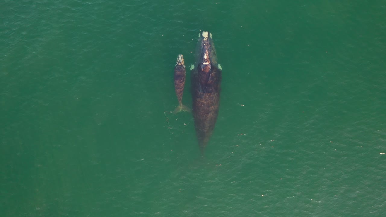 남아프리카공화국 피쉬후크의 가짜 만에 있는 남방긴수염고래와 갓 태어난 송아지의 공중 전망