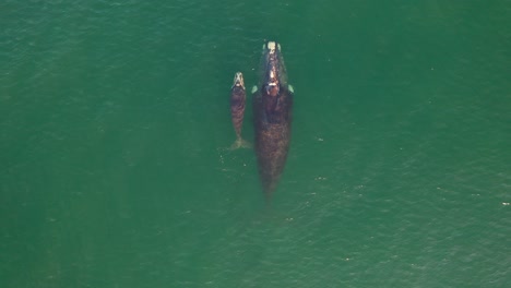 aerial view of southern right whale and newborn calf in false bay at fish hoek, south africa