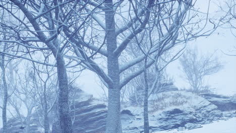 winter-deciduous-forest-on-a-foggy-morning