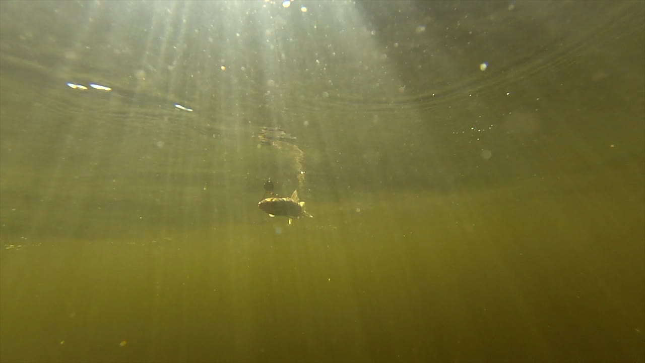 표면에 햇빛이 비치는 강 아래에서 헤엄치는 갈고리에 빨판 미노우 물고기