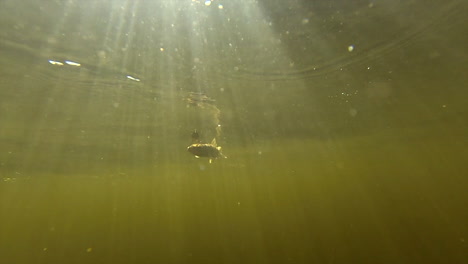pez pececillo en un anzuelo nadando bajo el río con rayos de sol pasando por la superficie