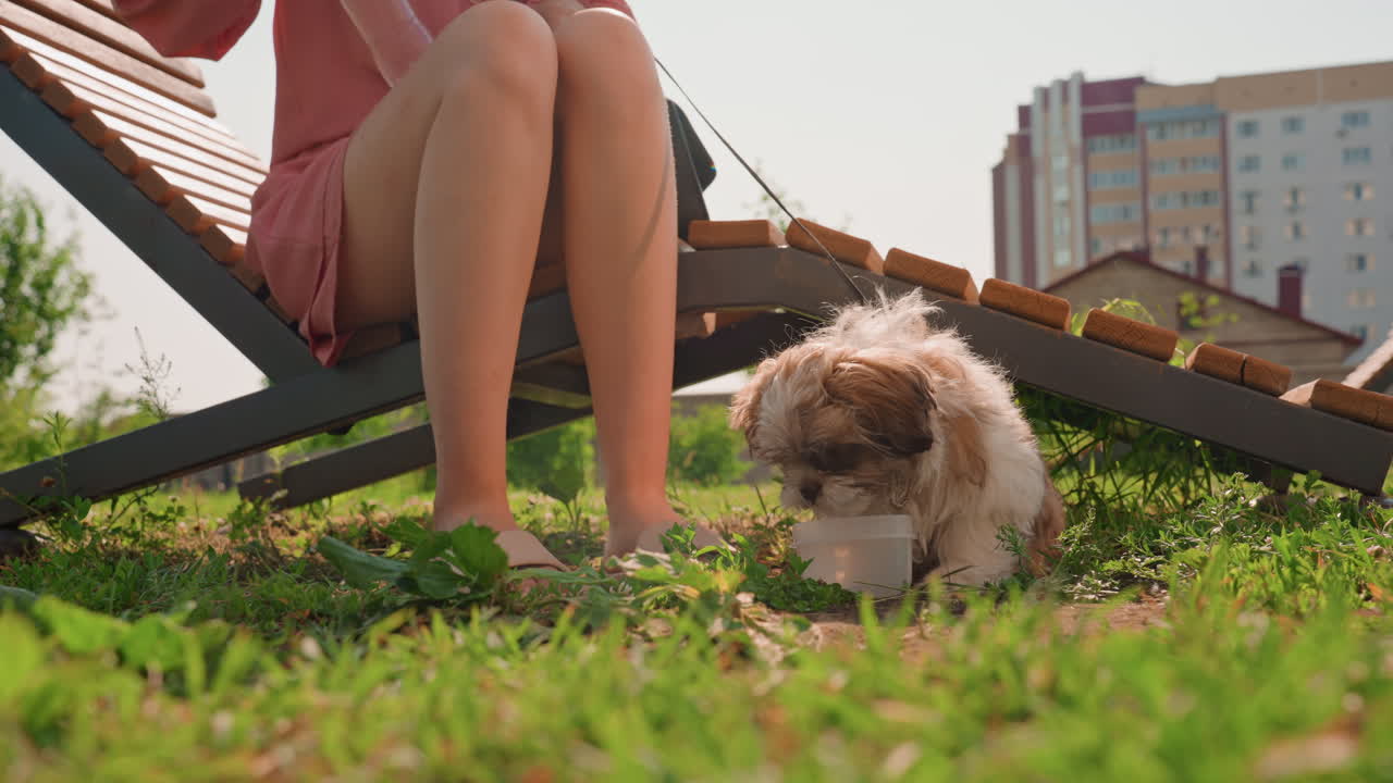 Caucasian Student Lounging On Urban Lawn With Small Fluffy Puppy Near Wooden Lounger, Apartment Buildings In Background, Warm Sunlight, Relaxed Petting, Gentle Bond Between Owner And Dog
