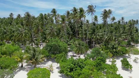 altas palmeras de coco se balancean en el viento en la playa de arena blanca, isla de patongong balabac
