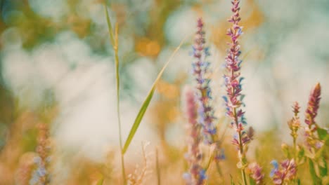 beautiful wildflowers swaying in the wind, captured with a petzval-style lens that adds a vintage, dreamy atmosphere with soft swirly bokeh and warm pastel tones.