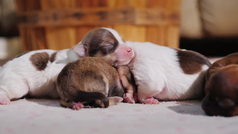 Camada-De-Lindos-Cachorros-Recién-Nacidos-04