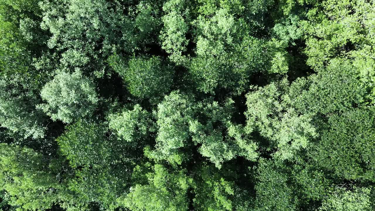 bosque de manglares, defensa natural del mar, drones aéreos sobrevuelan con exuberante follaje verde balanceándose en el viento