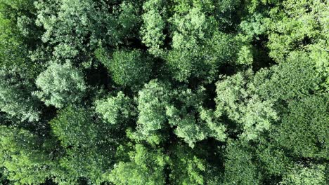 Bosque-De-Manglares,-Defensa-Natural-Del-Mar,-Drones-Aéreos-Sobrevuelan-Con-Exuberante-Follaje-Verde-Balanceándose-En-El-Viento