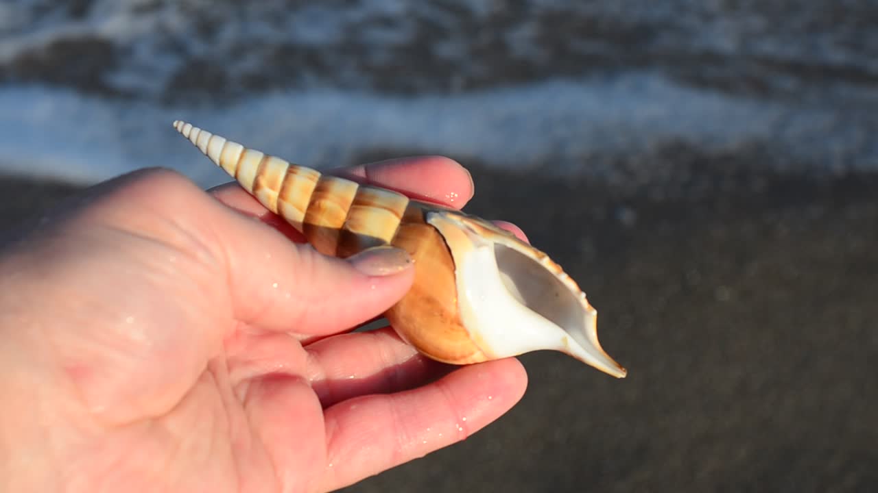 Sea cockleshell in a hand. Beach. Shooting on the beach