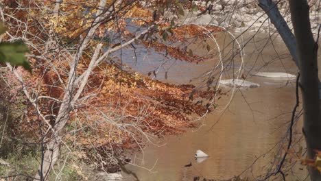 Trees-along-the-Wissahickon-Creek-in-Autumn