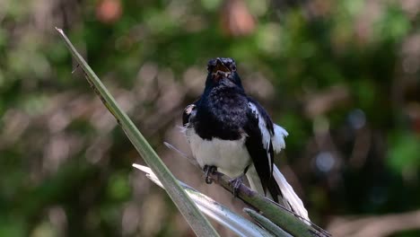 Das-Orientalische-Elsternrotkehlchen-Ist-Ein-In-Thailand-Sehr-Verbreiteter-Sperlingsvogel,-In-Dem-Er-überall-Zu-Sehen-Ist