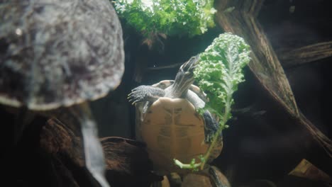 a yellow-bellied turtle eating some greenery underwater