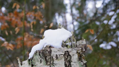 Tronco-De-árbol-En-El-País-De-Las-Maravillas-Del-Bosque-De-Invierno