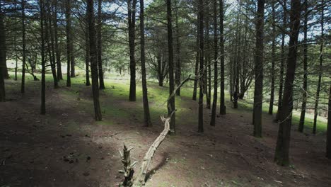 Wald-Mit-Trockenen-Baumstämmen-Und-Bäumen