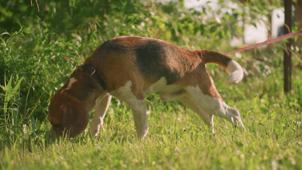 빨간 줄을 고 있는 남성 갈색 개가 잔디를 새치고, 앞으로 나아가려고 할 때 환경을 호기심 있게 탐구하고, 배경은 활기찬 초록색 식물로 가득 차 있습니다.