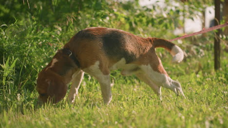 primer plano de perro marrón macho en correa roja olfateando la hierba, explorando curiosamente el entorno mientras intenta avanzar, el fondo lleno de plantas verdes vibrantes