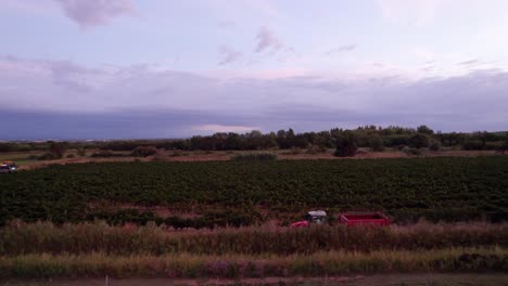 Tractor-driving-through-the-fields-full-of-grapes-to-harvest-them-in-southern-France