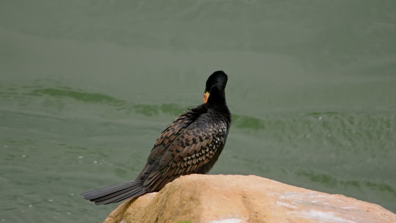 Skarv (Phalacrocorax carbo) hviler på en sten i Nilen i Uganda med vingerne delvist åbne for at tørre fjerene efter et dyk, mens vand strømmer bagved i naturligt flodhabitat, statisk.