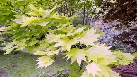 Acer-Shirasuwanum-Aureum-Japanese-Maple