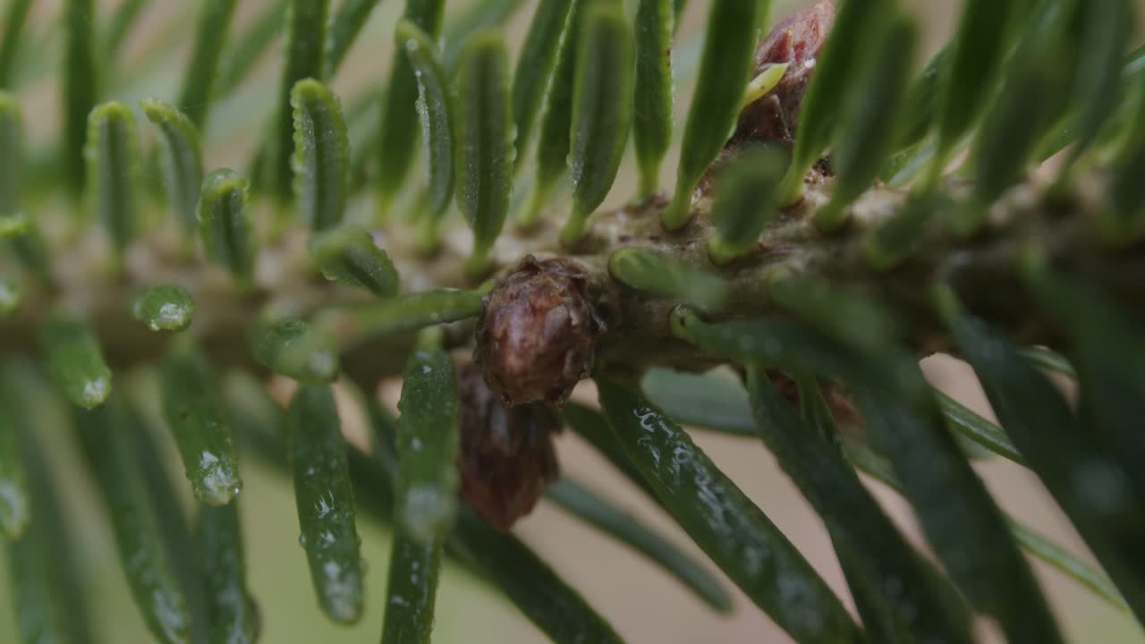 tiro macro de conos de pino recién nacidos están creciendo en un pino durante el otoño