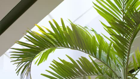 green foliage of a palm tree growing near architecture roof