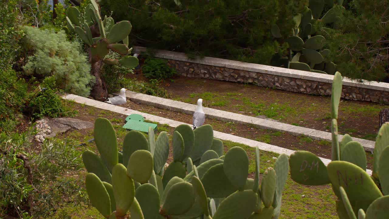 Two yellow-legged seagulls (Larus michahellis) relaxing peacefully in a park, surrounded by cactus and nature in Taormina, Sicily, Italy (Italia)