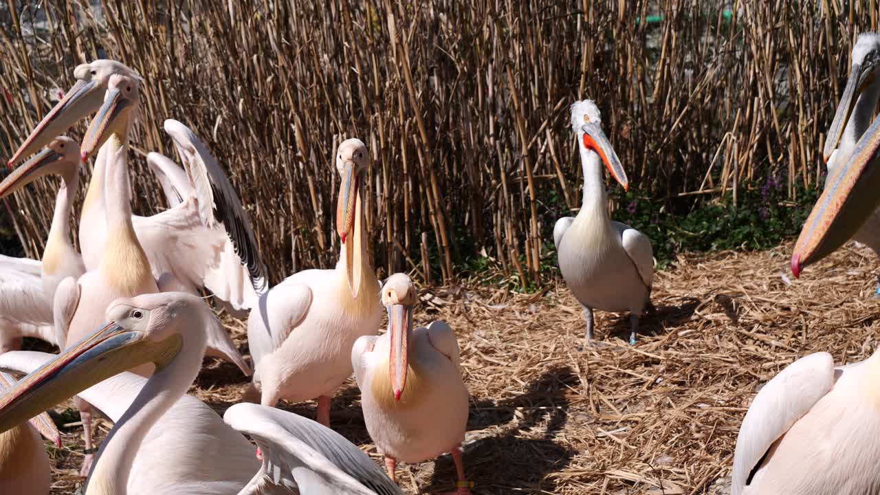 Ripresa al rallentatore che mostra un gruppo di pellicani che riposano all'aperto in un campo di paglia e si godono il sole.