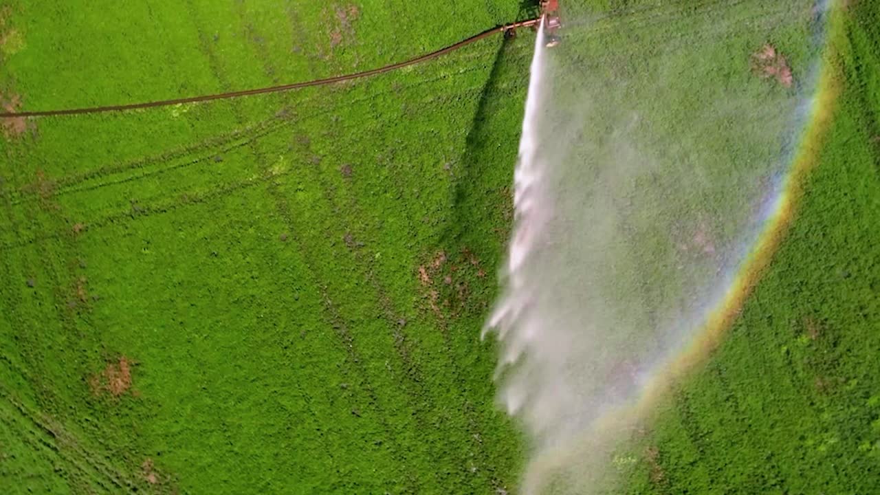 Irrigatore a ruota che innaffia il campo verde di piante di menta in Oregon, Stati Uniti d'America.