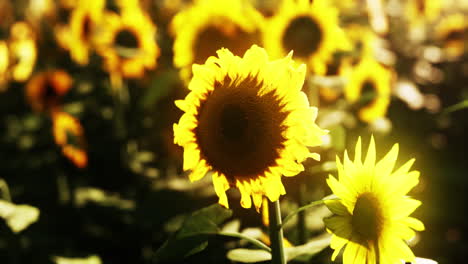 sunflower field during the sunset