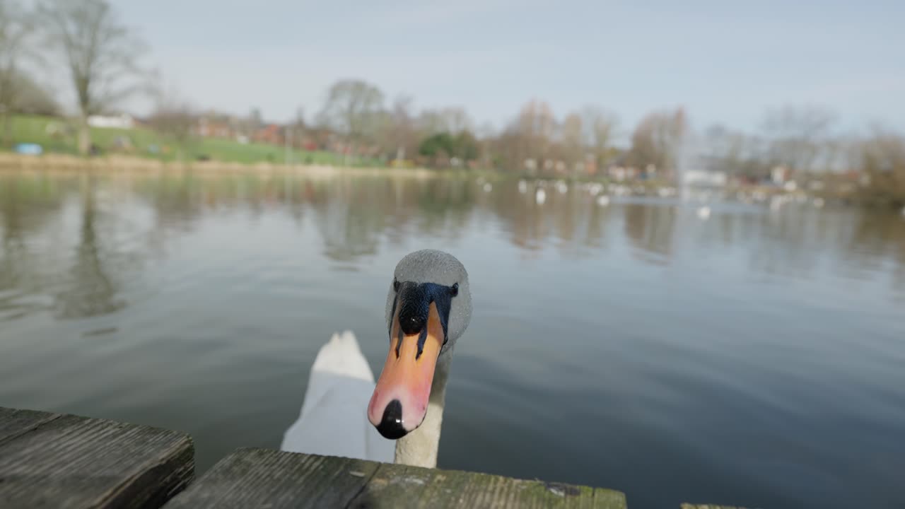 Majestic curious swan, urbanised wildlife habitat, Spring sunshine