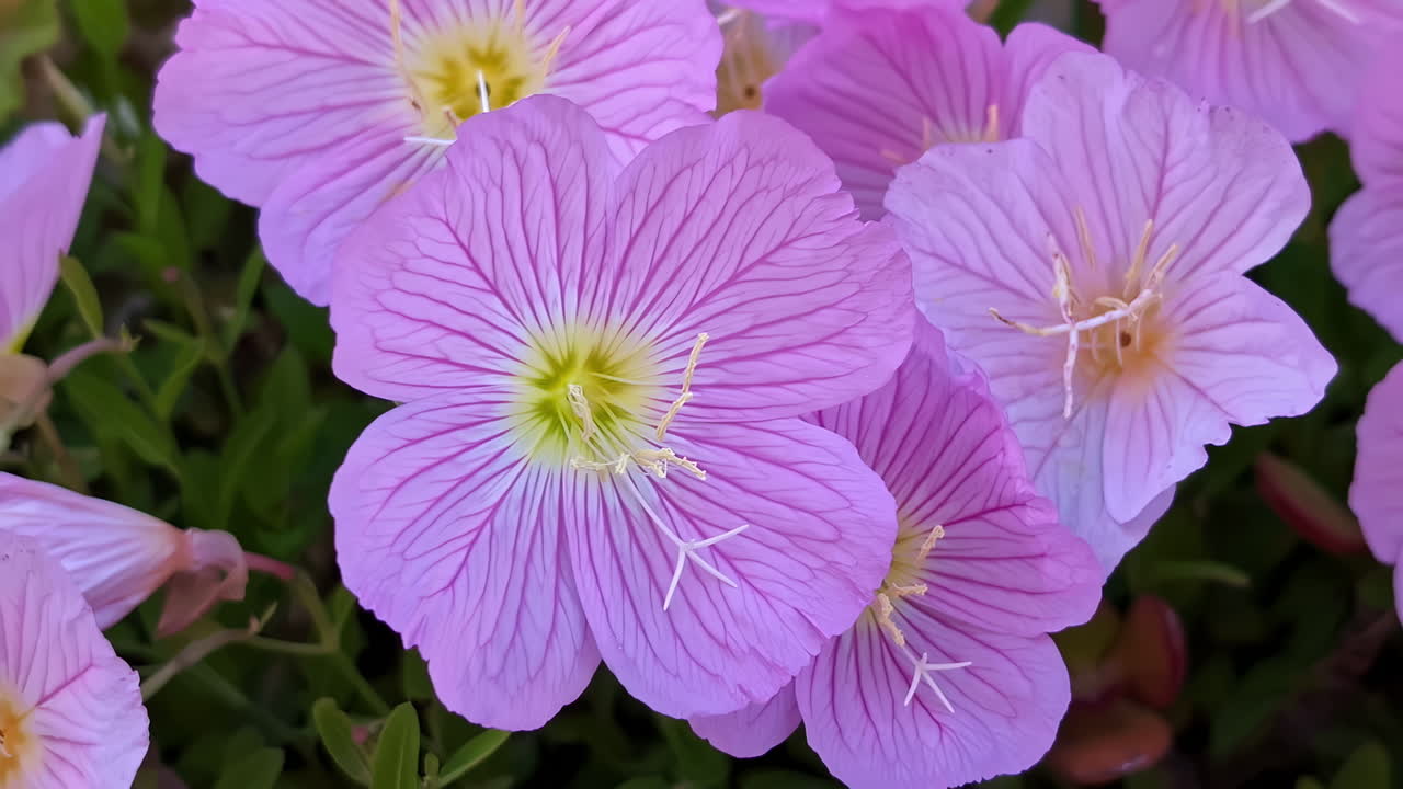 las flores de la prímula rosada en plena floración planta oenothera speciosa