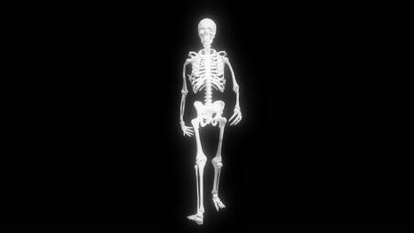 skeleton hologram