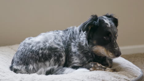 Hund,-Der-Auf-Dem-Bett-Liegt,-Gähnt-Mehrmals