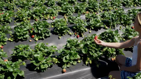 Mädchen-Pflücken-Erdbeeren-Auf-Dem-Bauernhof-4k