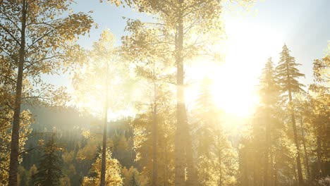 sun shining through pine trees in mountain forest