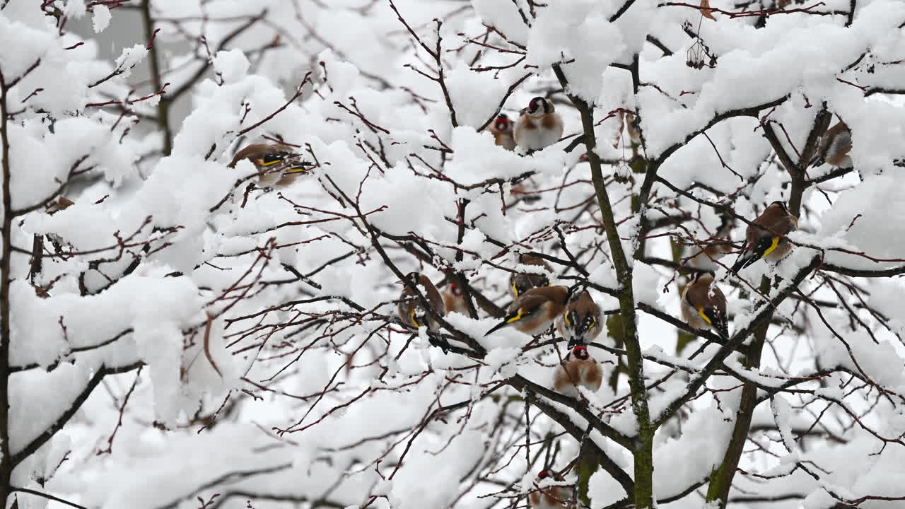 Flock of colorful birds on snow-covered branches