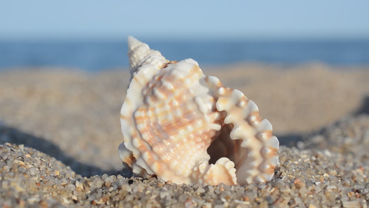 Sea cockleshells against the background of the sea. Shooting on the beach