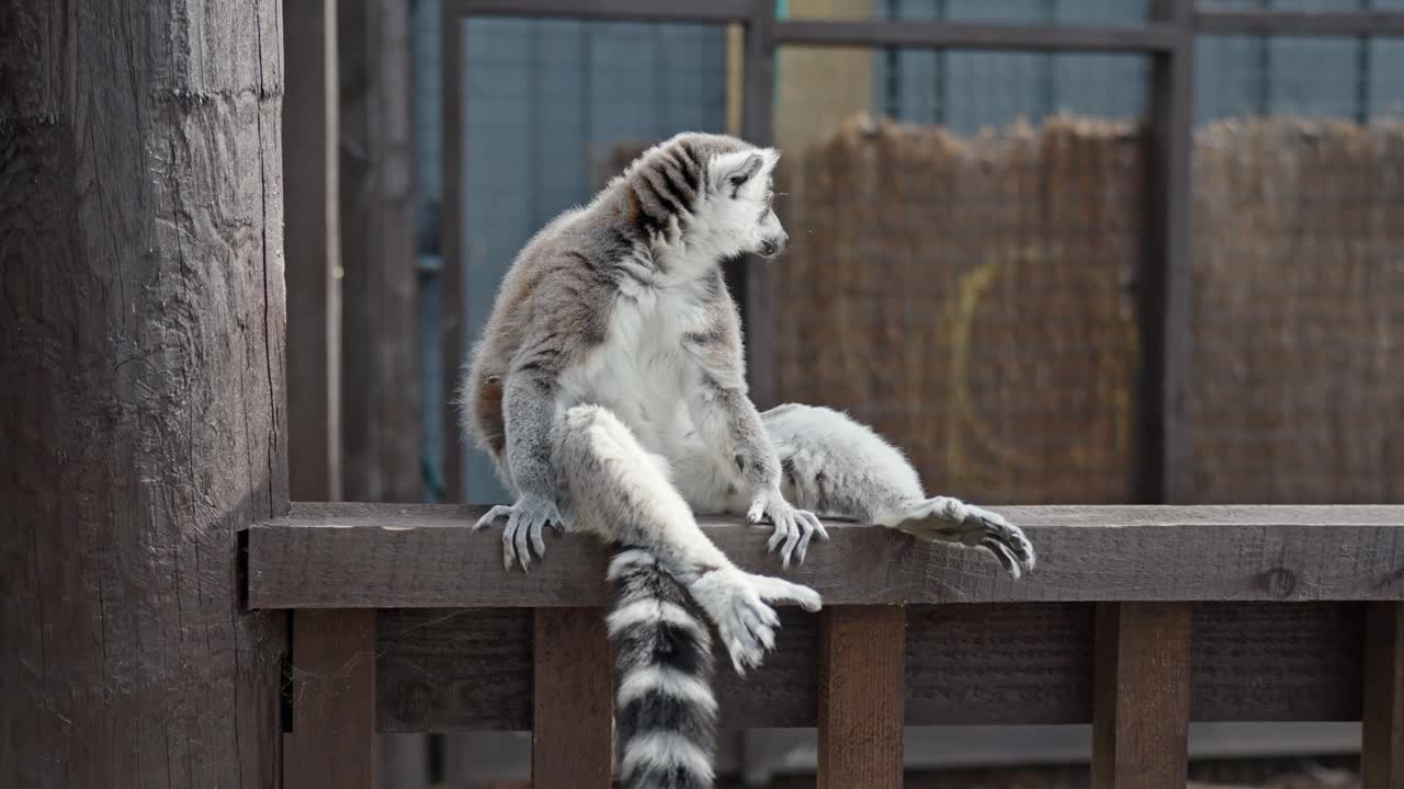 Relaxed Ring-tailed lemur (Lemur catta) sits upright with legs spread and tail draped over a wooden fence inside a zoo enclosure, gazing sideways with an alert posture, real time, static camera