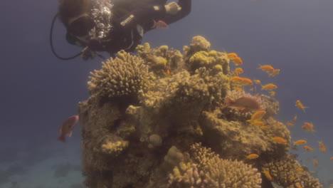 Scuba-Diver-Girl-under-water-in-the-Red-sea-beside-the-corals-and-surrounded-by-marine-life-with-the-magic-of-sunlight-shot-on-RAW-Cine-Style-color-profile