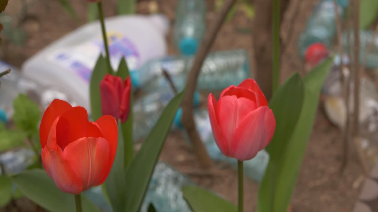 Garbage bag full of plastic bottles lies down in the garden between tulips, stop pollution, pollution of nature, garbage and nature,