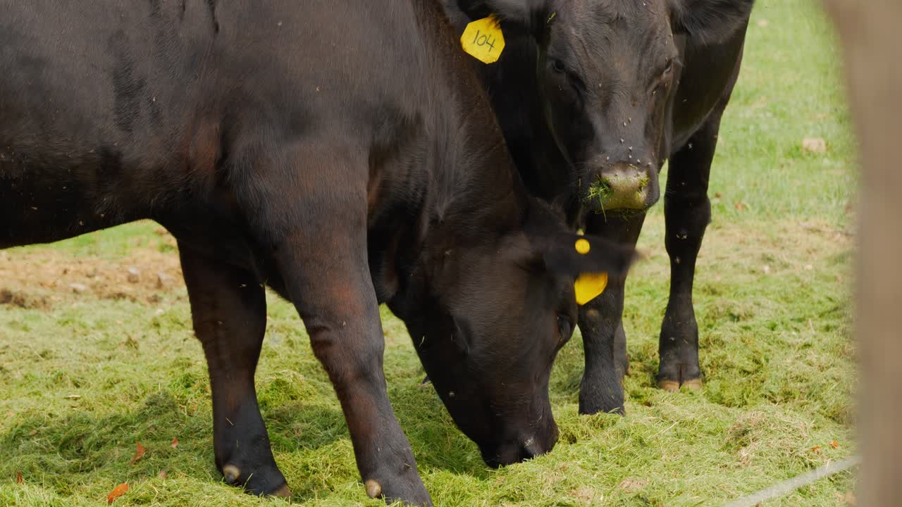 A pair or couple of 2 black cows with tags on their ears eating grass clippings outside grass fed beef farm with flies flying all over annoyingly