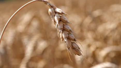 Macro-close-up-of-Wheat-Grain-Crop-and-Corn-on-golden-farm-field-in-sunlight