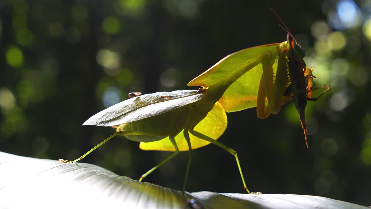 Cobra mantis feasts on live brown grasshopper, gripped in its forearms deep in Peru’s rainforest pestered by flies