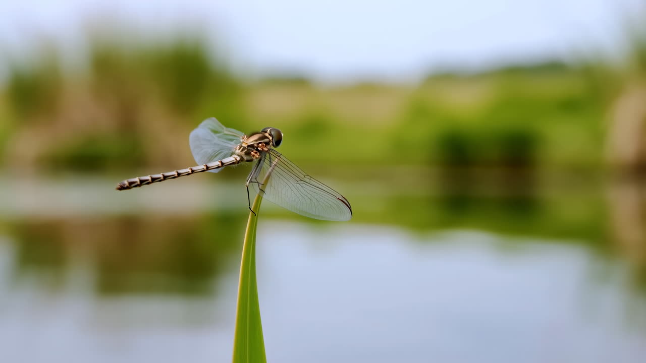 Libellula posata su una canna vicino allo stagno, vista macro ravvicinata dell'insetto in equilibrio su una sottile lama con ali traslucide